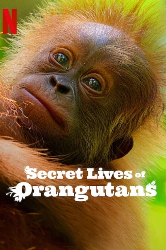 Orangutanların Gizli Yaşamı